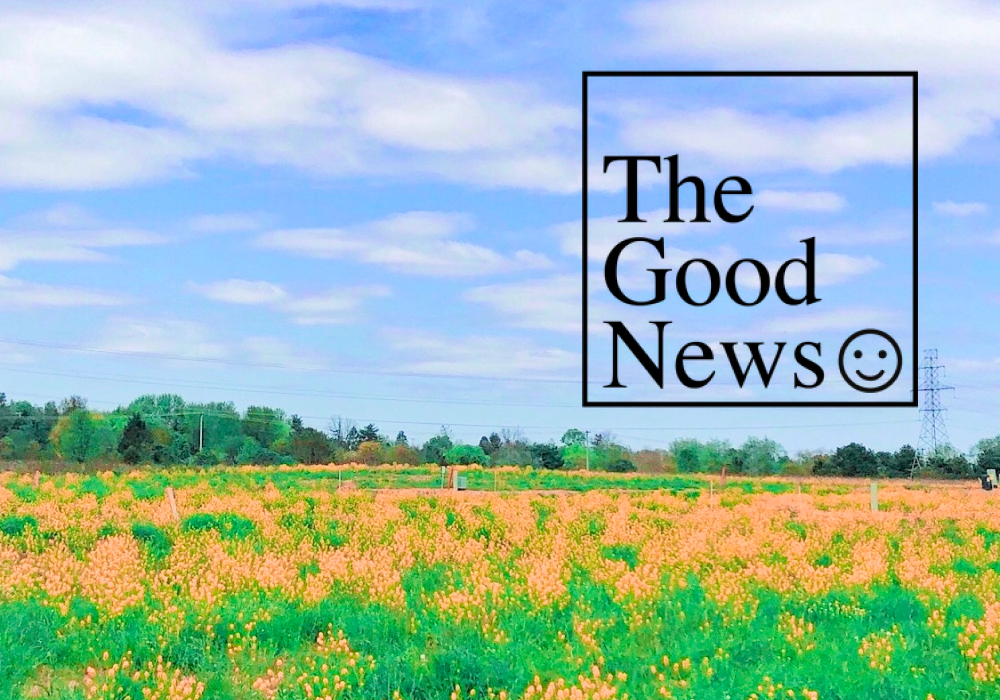 The Good News Thumbnail